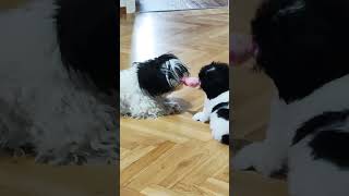 Super Cute Shih Tzu Puppy Games [upl. by Eseekram]