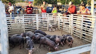 SUÍNOS DE 200 REAIS EM CUPIRA PE ALÉM DE CAPRINOS E OVINOS [upl. by Meuser]