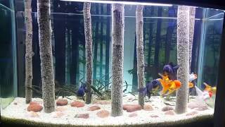 The worlds most beautiful home aquarium for Oranda Goldfish amp Black Moor Fish [upl. by Yllor787]