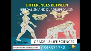 GRADE 12 LIFE SCIENCES  BIPEDALISM VS QUADRUPEDALISM  human evolution  MSAIDI ThunderEDUC [upl. by Mcmullan975]