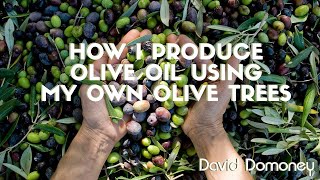 How I Produce Olive Oil Using My Own Olive Trees [upl. by Lewiss]