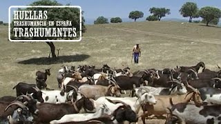 CABREROS TRASHUMANTES EXTREMEÑOS A la Sierra de la Vera [upl. by Nyrmac130]