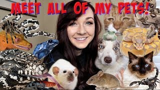 MEET ALL OF MY PETS 50 ANIMALS [upl. by Bristow]