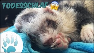 Frettchen im Todesschlaf  Ferret Deadsleep  Sazus Fellnasen [upl. by Bortz]