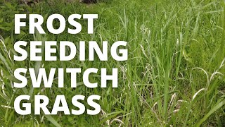 Tricks To Frost Seeding Switchgrass [upl. by Alyk]