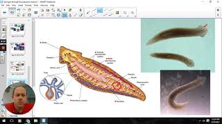 flatworms and roundworms [upl. by Romelle]