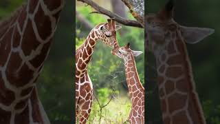 Giraffes Majestic Giants of the Savanna Giraffes AnimalKingdom Wildlife [upl. by Enelyahs]