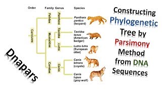 Constructing Phylogenetic Tree by Parsimony Method from DNA Sequences [upl. by Nnyla]