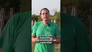 Da dove arriva la BARBABIETOLA   GUARDA IL VIDEO COMPLETO shorts [upl. by Giliana]