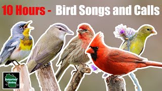 10 Hours of North American Bird Songs [upl. by Welles142]