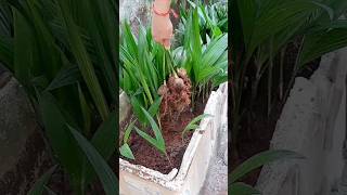 Areca Nut Best Growing Tips  shorts viralvideo arecanut farming [upl. by Ssac]