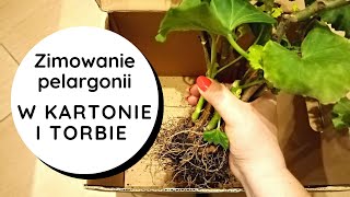 👉Zimowanie pelargonii w torbie papierowej i kartonie🌸👍 Jak przezimować przechować pelargonie zimą❓ [upl. by Seymour320]