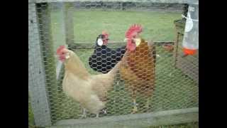 My Ancona bantams and Minorca bantams [upl. by Ennairol]