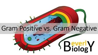 Gram Positive vs Gram Negative Bacteria [upl. by Carma]