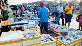 Mesmerizing Biggest Fish Market In Srilanka  Negombo Fish Market [upl. by Ynaffik]