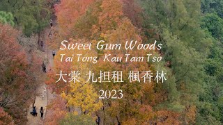 《楓香 紅葉🍁之約 2023》Mavic 3 Pro Cinematic Aerial Footage｜大棠楓香林｜烏蛟騰 九擔租 楓香林｜DLogM｜Dec 2023 4K30fps [upl. by Idham]