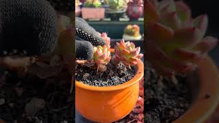 Useful tips for succulents 🪴 suculentas 다육이들 多肉植物 garden Shorts [upl. by Erbes]