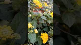 Lantana plant highlights everyone lantanaplant youtubeshort pinayofwvlog [upl. by Tibbetts]