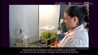 Dunaliella salina recurso biotecnológico de Baja California Sur [upl. by Nollad]