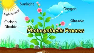 Unlocking the Secrets of Photosynthesis From Sunlight to Energy [upl. by Ynnel56]