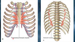 1 Thoracic wall third part [upl. by Roy]