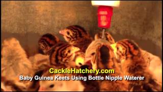 Baby Guinea Keets Using Bottle Nipple  Cackle Hatchery [upl. by Eneliak]