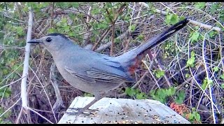 Catbird Mew Calls  Extreme Close Up [upl. by Jandy]