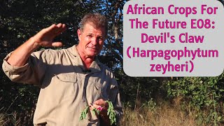 African Crops For The Future E08 Devils Claw Harpagophytum zeyheri [upl. by Gayler]