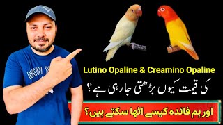 Creamino Opaline Love birds  Aqua b1 Opaline ino  Lovebird future pairing  Welcome Aviary [upl. by Ardelia]