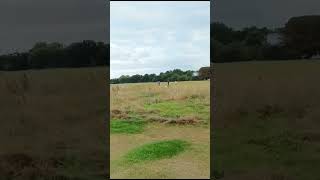 Epping Forest forestgate eastlondon Part 3 [upl. by Adnamma]