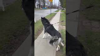 reactive dog owners I see you doing your best🫶 husky dogvideos [upl. by Aneela]