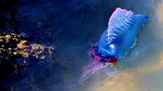 VENOMOUS PREDATOR The Portuguese Man O War  Oceana [upl. by Rihsab274]