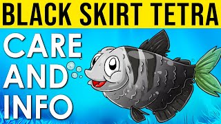 Black Skirt Tetra Info And Care  All About The Black Tetra  What Is A Black Tetra [upl. by Ameen]