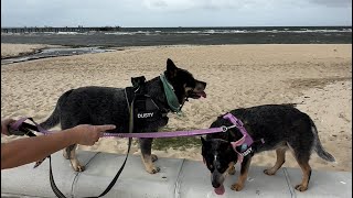 Beach walk in Altona [upl. by Salvidor70]