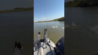 Crank em in fishingvideo fishing fish beachfishing [upl. by Nitsrik731]