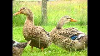 canard de rouen barbarie ou croisée [upl. by Docilla]