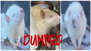 Someone Keeps Releasing Domesticated Rats into the Streets  RAT RESCUE [upl. by Eirahcaz441]