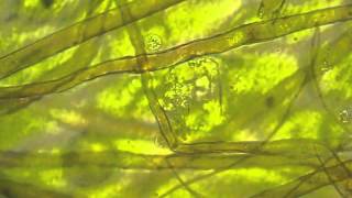 Pteridology  Bursting antheridium [upl. by Ttereve102]