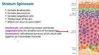 Layers of the Epidermis  Integumentary System  Biology [upl. by Nadler]