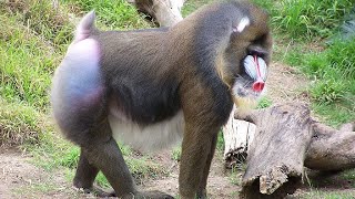 Do you know the mandrill Click on the description [upl. by Arbe]