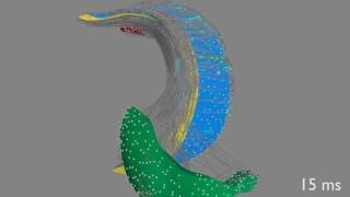 Hippocampus with animated action potentials [upl. by Nort166]