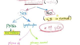 CSF analysis in meningitis algorithm when Lumbar puncture is necessary [upl. by Curley671]