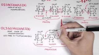 Biochemistry of Carbohydrates [upl. by Johiah48]