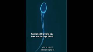 Spermatozoidi [upl. by Naro]