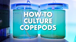 How To Culture Live Copepods At Home  Simple DIY Setup  Blue Reef Tank [upl. by Tessie]