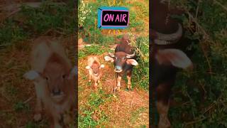 How To Listen GOOD🔊Cute Baby Cows Ear FLIP Moments👂🐮LOVE Wildlife💖FUN Farm Pets✨Funny Animal Video💥 [upl. by Kaazi]