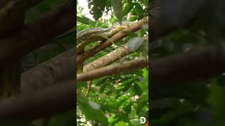 The deadliest place on earth Snake Island  Ilha de Queimada Grande  Shorts DiscoveryChannel [upl. by Hansiain741]