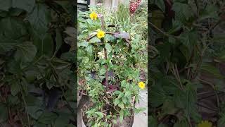 Wedelia🌼 creeping daizy flowering vine flowers ytshorts trending gardening craft viralshort [upl. by Fransen]