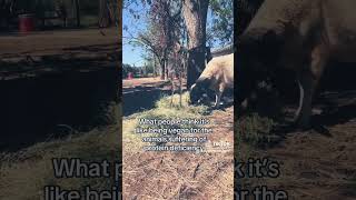 Vegan for the Animals vegan sanctuary animals sheep rescue fyp [upl. by Ayitahs862]