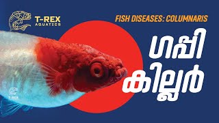 Fish diseases Columnaris കോളമനാരിസ് ഫംഗസ്‌ [upl. by Creighton498]